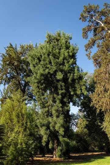 Afrocarpus falcatus