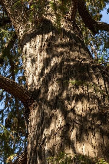Taxodium mucronatum