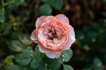Rosa [State of Grace] = 'WEKspodotogi'