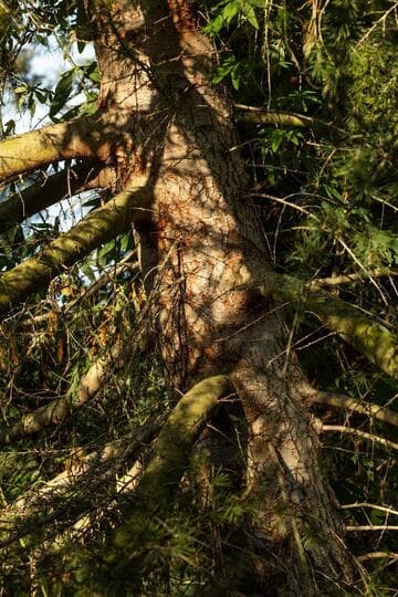 Cedrus deodara