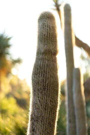 Cephalocereus senilis