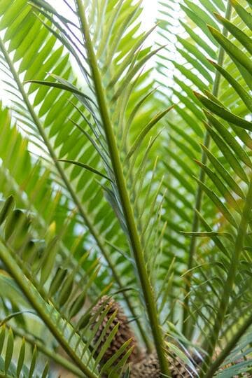 Encephalartos altensteinii