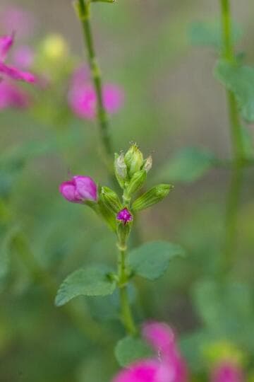 Salvia microphylla 'Berzerkeley'