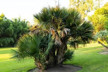Sabal minor