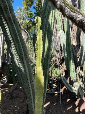 Pachycereus gaumeri