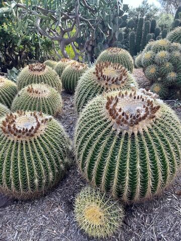 Echinocactus grusonii