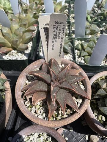 Haworthia koelmaniorum