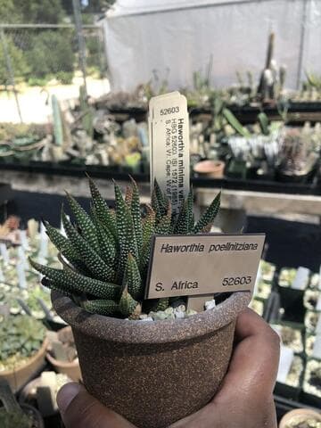 Haworthia minima