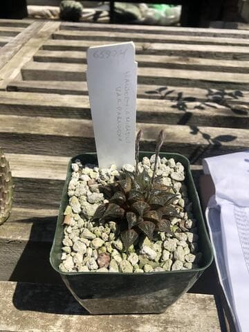 Haworthia mirabilis var. paradoxa