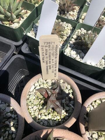 Haworthia mirabilis var. badia