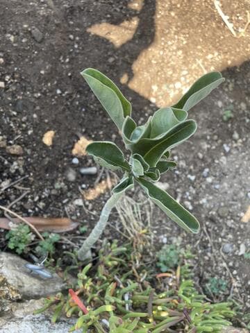 Adenium swazicum