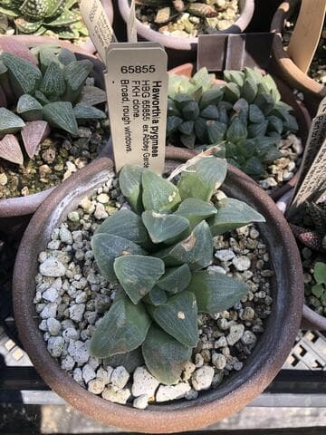 Haworthia pygmaea