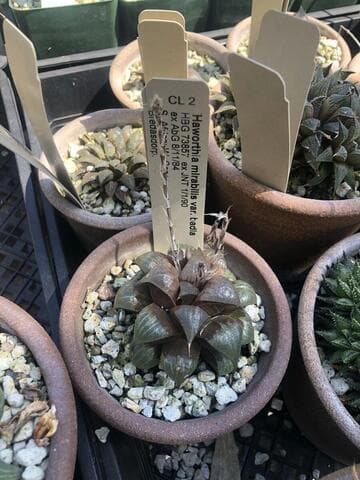 Haworthia mirabilis var. badia