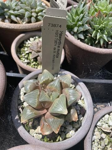 Haworthia mutica