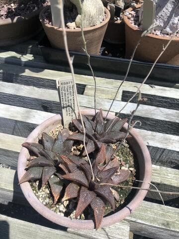 Haworthia koelmaniorum