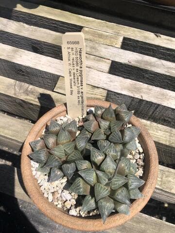 Haworthia pygmaea var. argenteo-maculosa