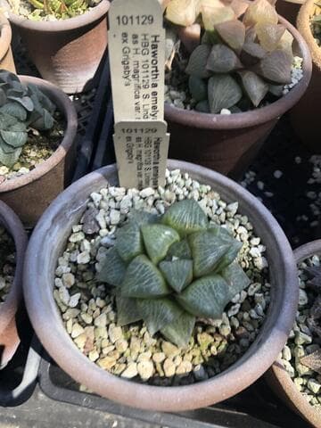 Haworthia emelyae var. major