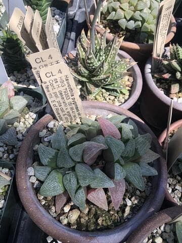 Haworthia pygmaea var. argenteo-maculosa