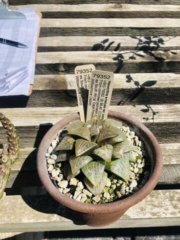 Haworthia emelyae var. comptoniana