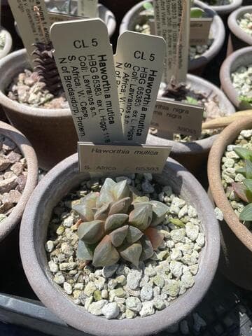 Haworthia mutica