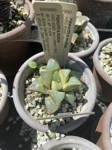 Haworthia mutica