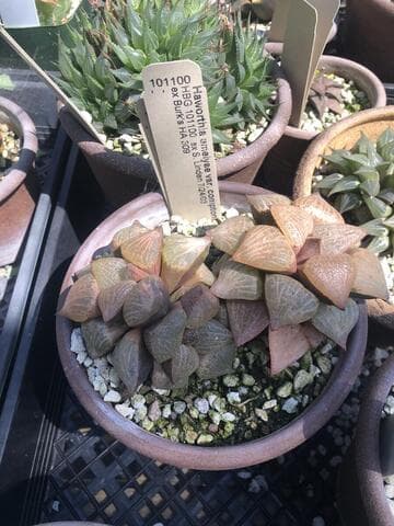 Haworthia emelyae var. comptoniana