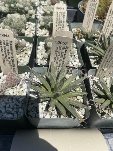 Agave polianthiflora