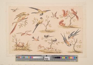 Bird and Animal Studies