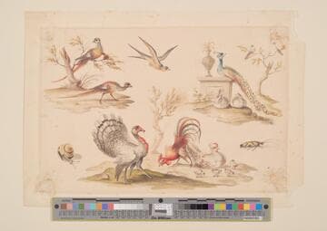 Bird and Animal Studies