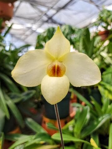 Paphiopedilum Armeni-White
