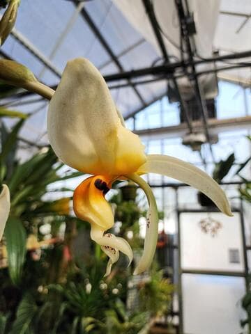 Stanhopea florida