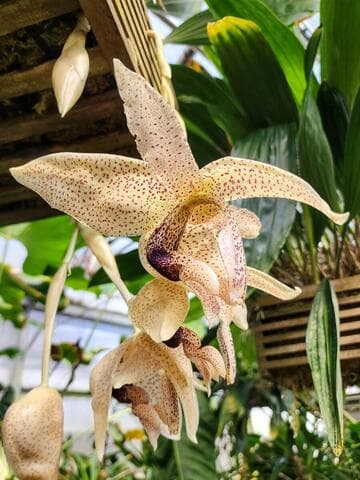 Stanhopea platyceras