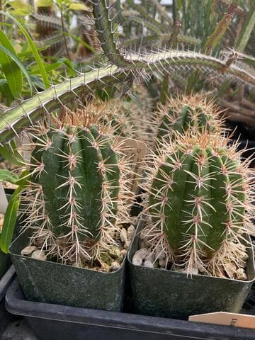 Coleocephalocereus goebelianus