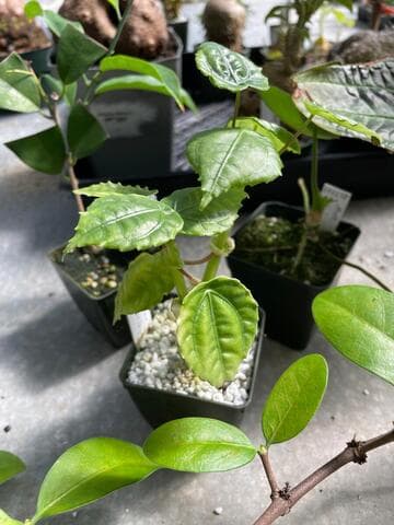 Pilea selbyanorum