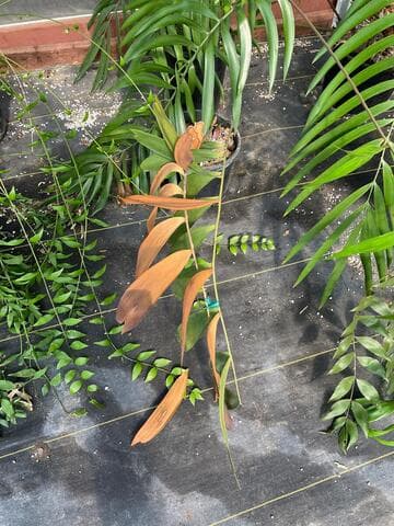 Ceratozamia becerrae