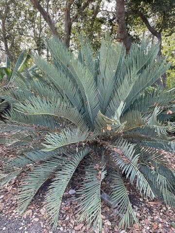 Encephalartos dyerianus