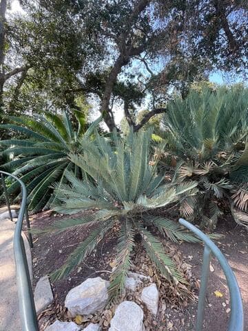 Encephalartos dyerianus