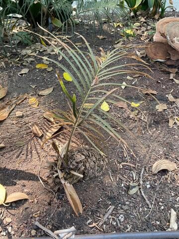 Ceratozamia kuesteriana