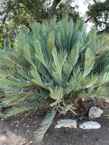 Encephalartos dyerianus