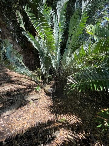 Encephalartos munchii
