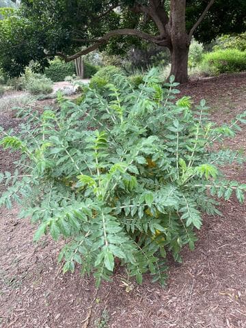 Bencomia sphaerocarpa