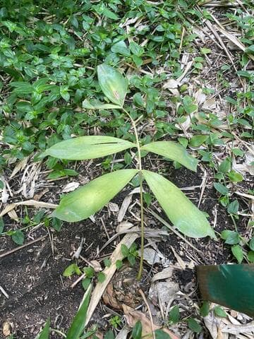 Ceratozamia becerrae