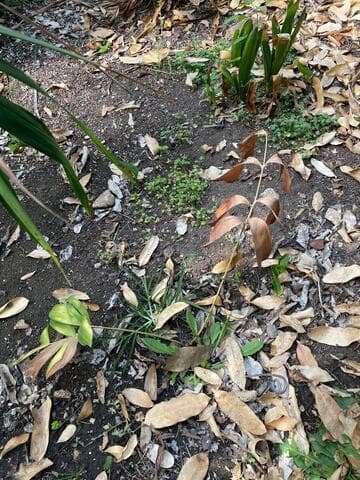 Ceratozamia becerrae