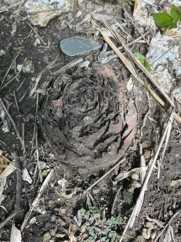 Ceratozamia becerrae