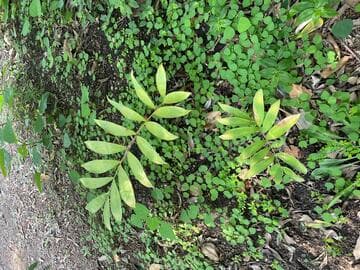 Ceratozamia miqueliana