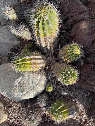 Copiapoa cinerascens