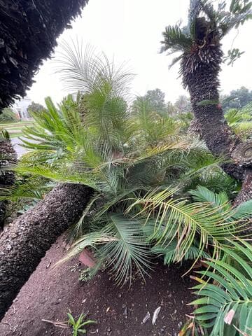 Ceratozamia mirandae