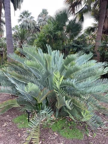 Encephalartos nubimontanus