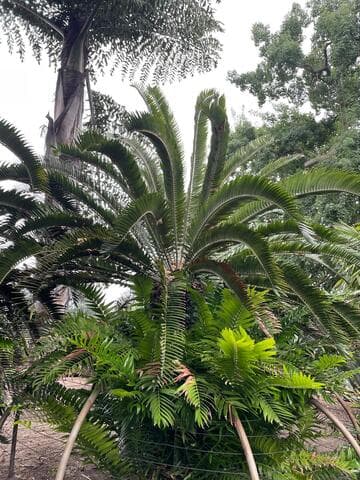 Encephalartos woodii