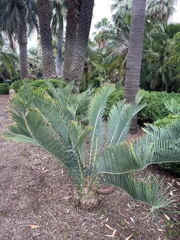 Encephalartos nubimontanus